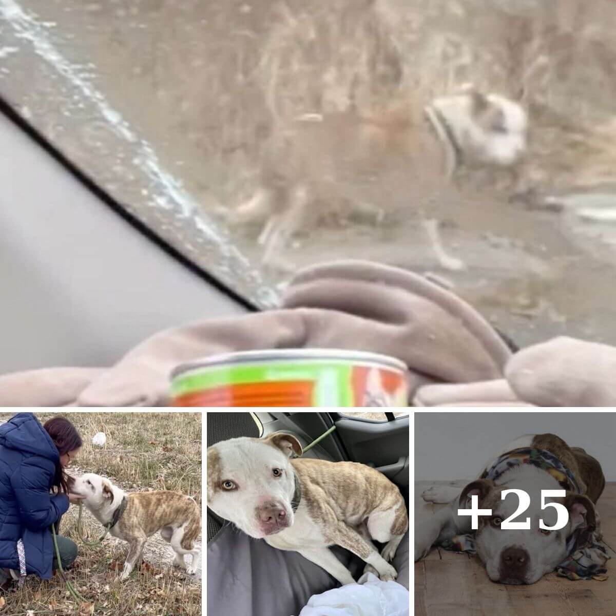 A Heartwarming Tale of Rescue: The Frozen Dog Who Found Warmth in a Stranger's Heart
