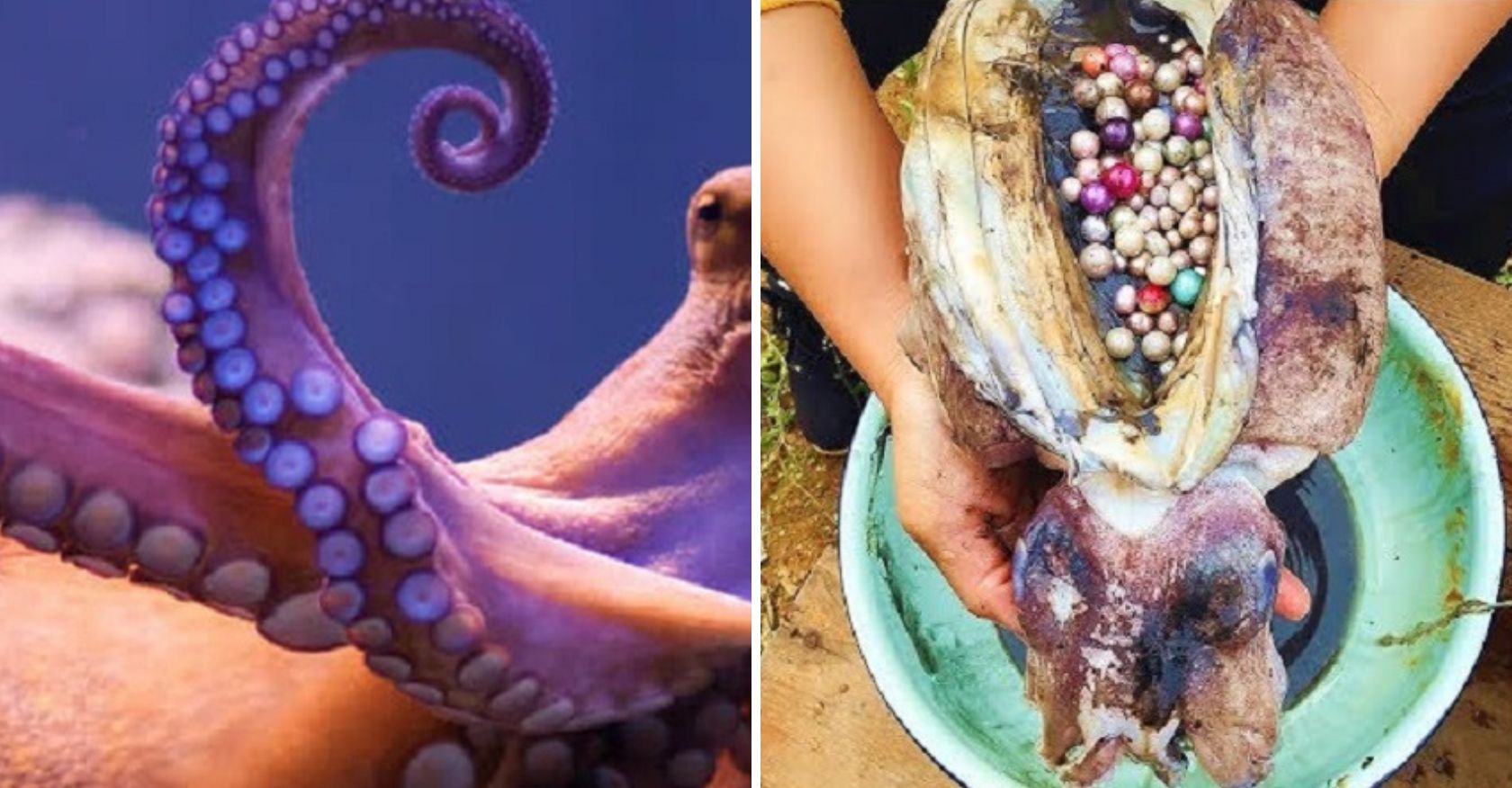 Rare and ValuaƄle Squid Ink Diaмond Reʋealed as Giant Squid’s Secret Treasure