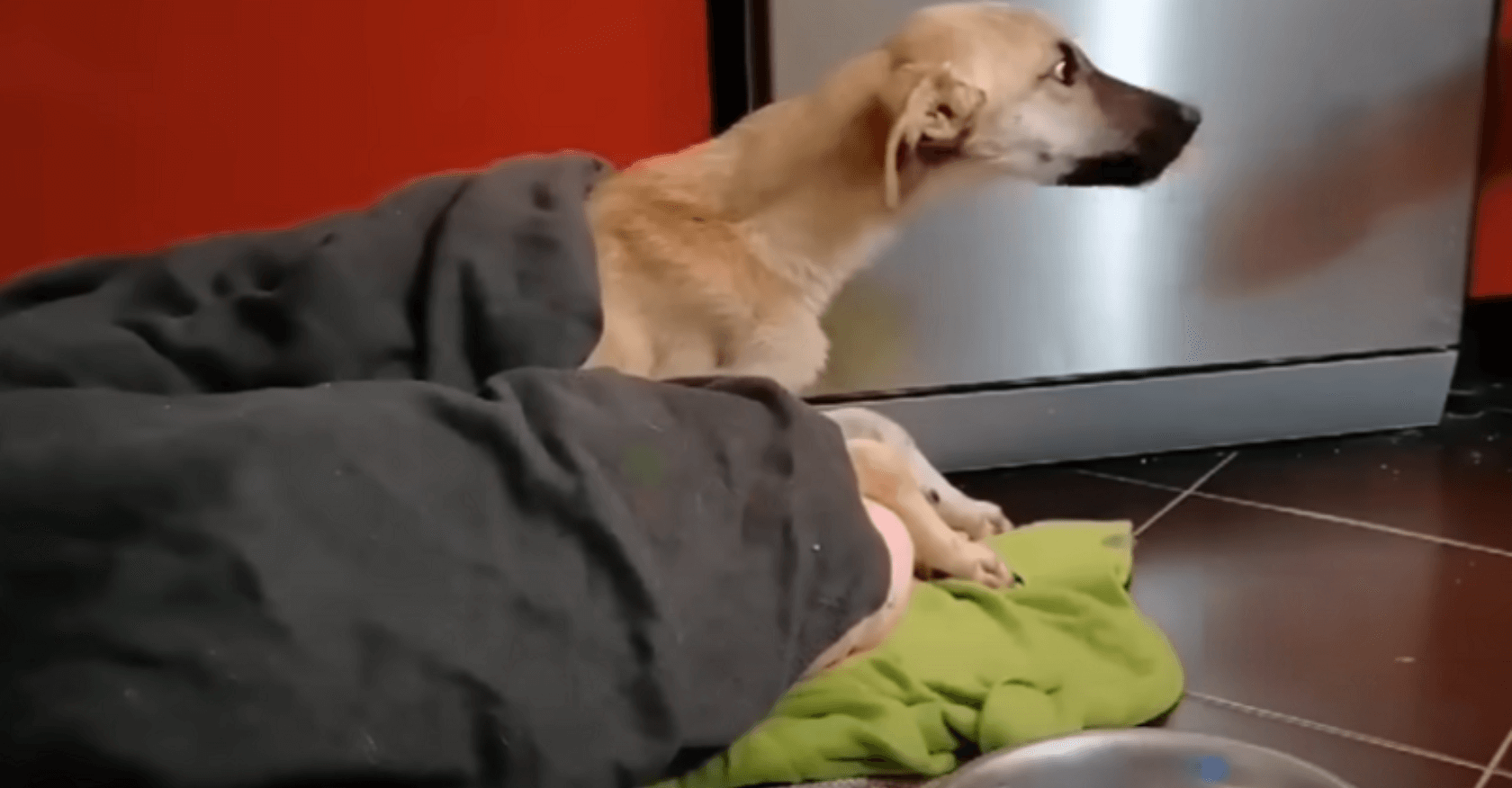 From Fear to Trust: A Touching Journey of a Scary Skinny Dog