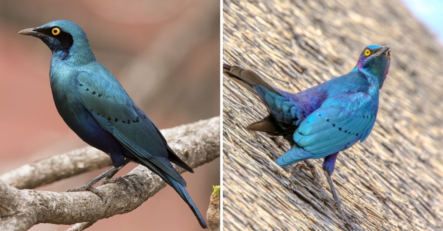 The Dazzling Brilliance of the Greater Blue-eared Starling: Unveiling Nature’s Living Jewel