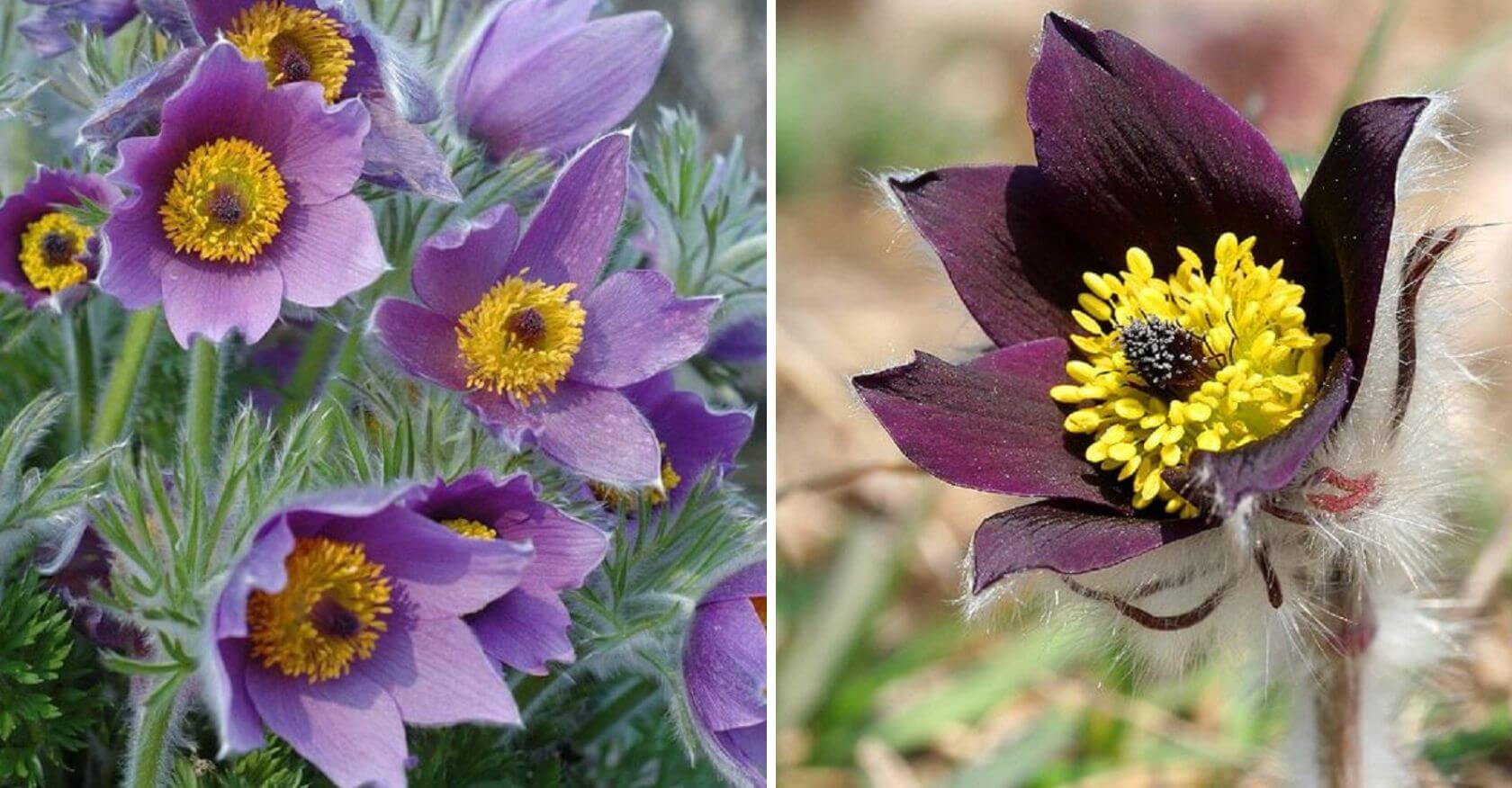 The Pasque Flower (Pulsatilla vulgaris): A Purple Haze of Springtime Beauty