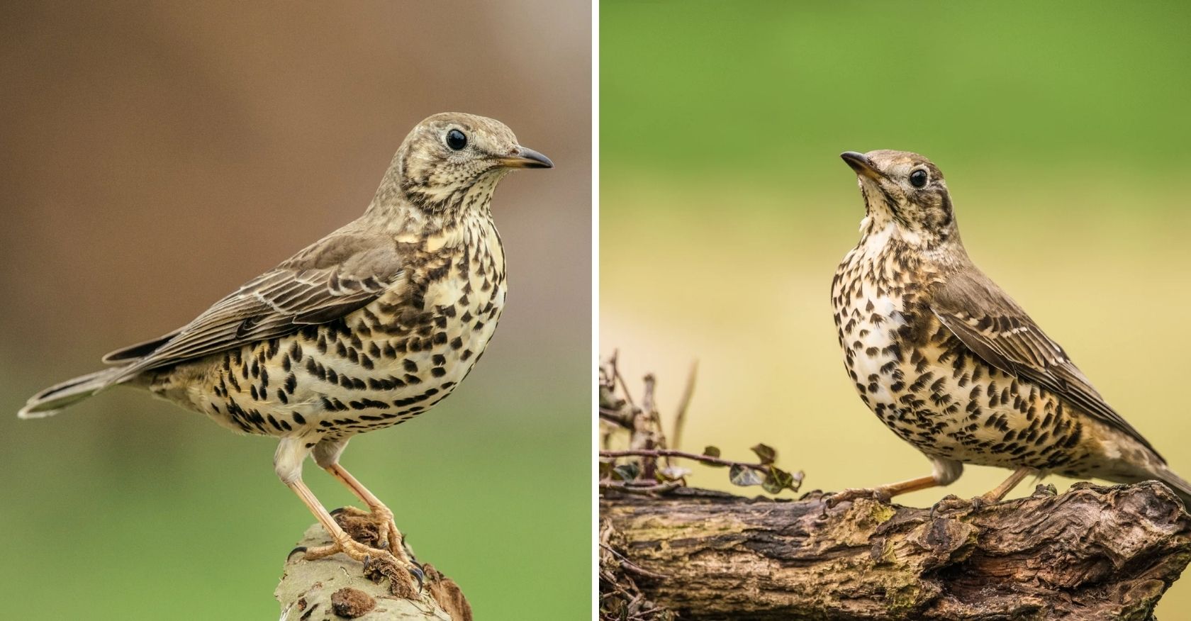 The Mistle Thrush is a handsome bird with a pale grey-brown plumage and a distinctive white underwing, and its loud and melodious song can be heard ringing through the winter air, making it a symbol of the season