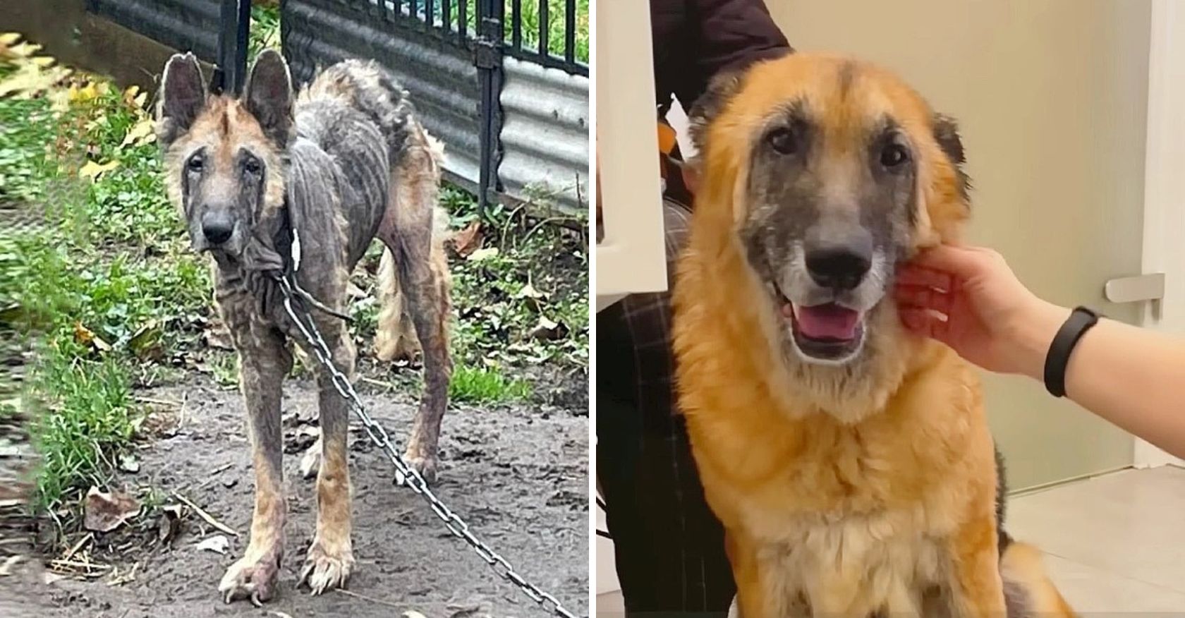 From Neglected and Chained to Love: An Emaciated Dog's Inspiring Journey – For Pet Lovers